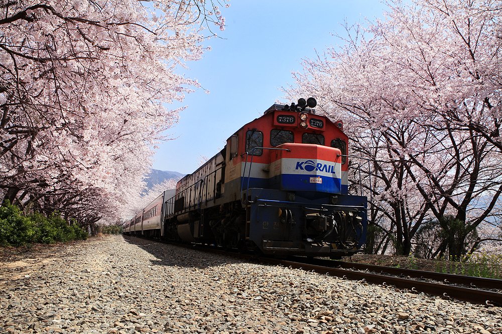 JOUR 8 - JINHAE - Le festival des fleurs de cerisier