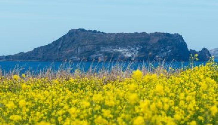 Île de Jeju