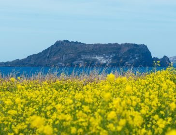 Île de Jeju