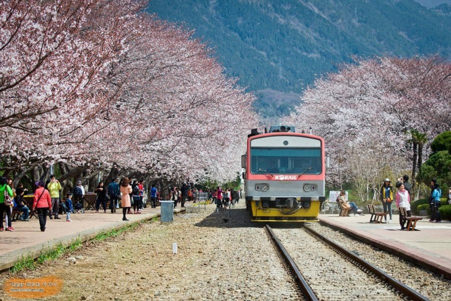 Jinhae, Corée du Sud