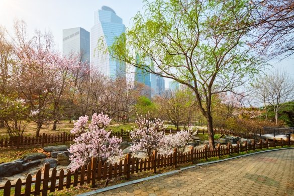 Park Yeouido