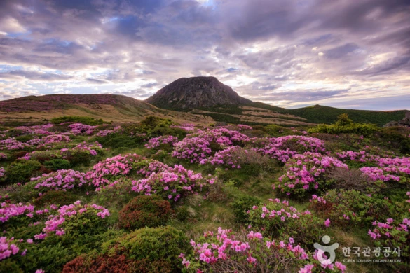 Le Parc National de Hallasan