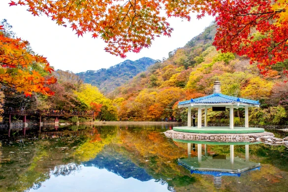 Les forêts de la vallée de Naejangsan