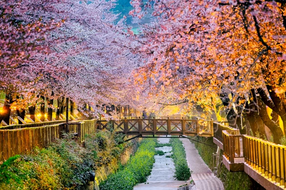 Voyage Corée du Sud - Jinhae