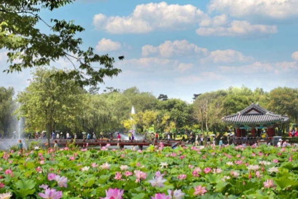 Buyeo Lotus festival - festivals été Corée du Sud