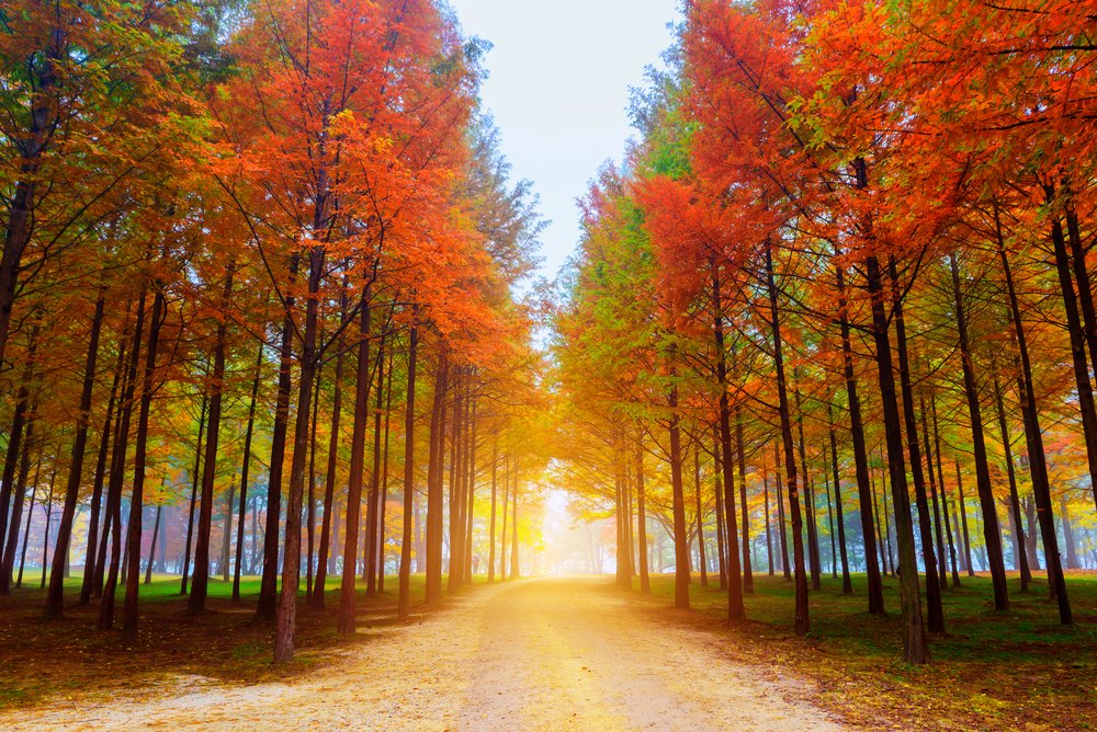 Île de Nami : lieu incontournable pour les fans de k-dramas