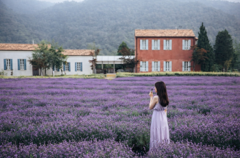 Festival de la lavande