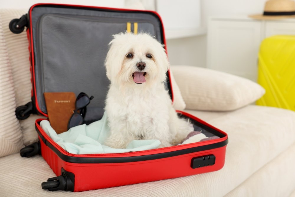 Voyager avec un chien