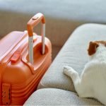 Voyager avec son animal