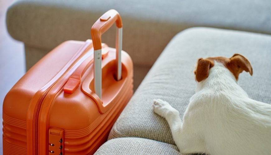 Voyager avec son animal