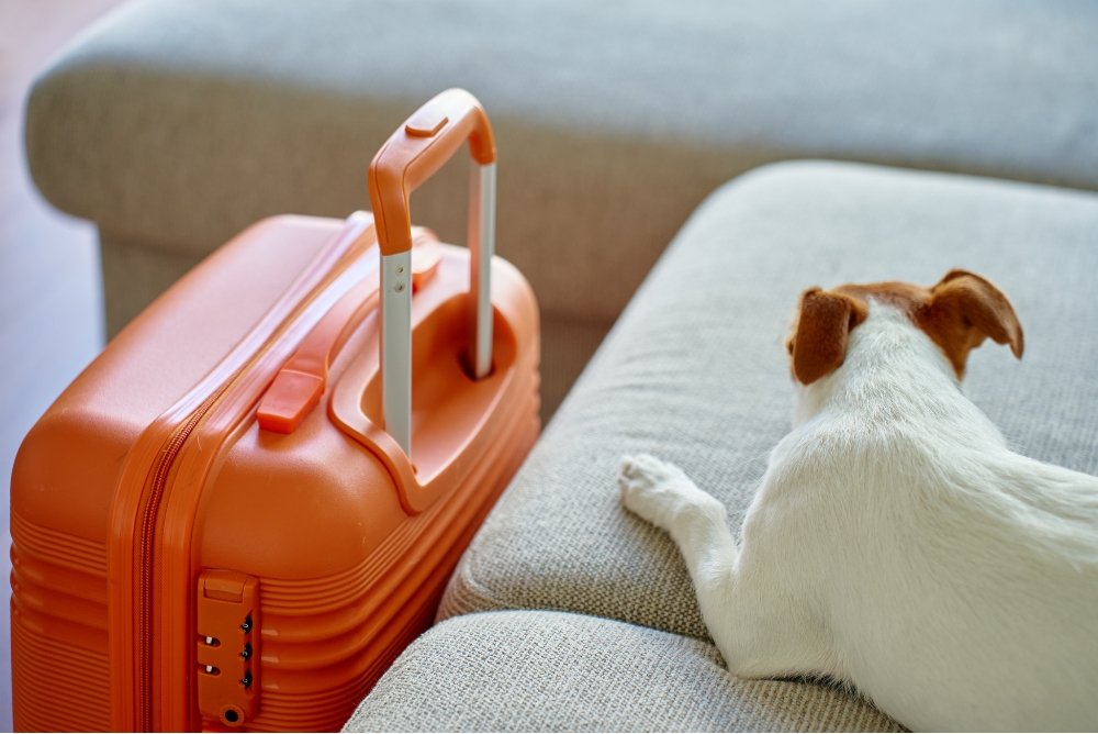 Voyager avec son animal