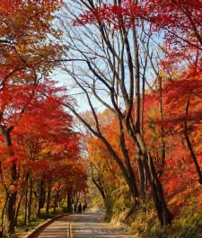 Automne