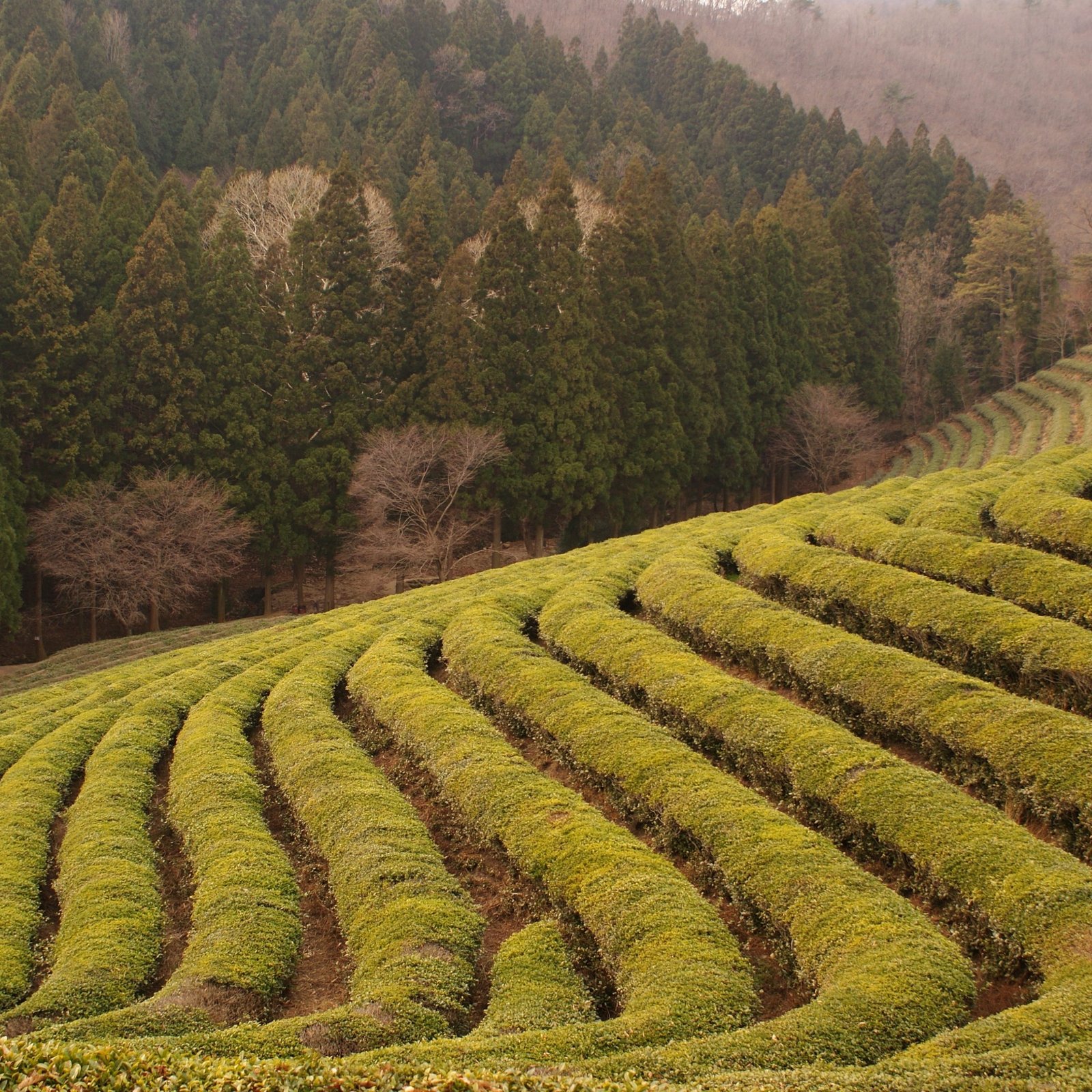 JOUR 17 - BOSEONG - Immersion dans les vagues de thé vert