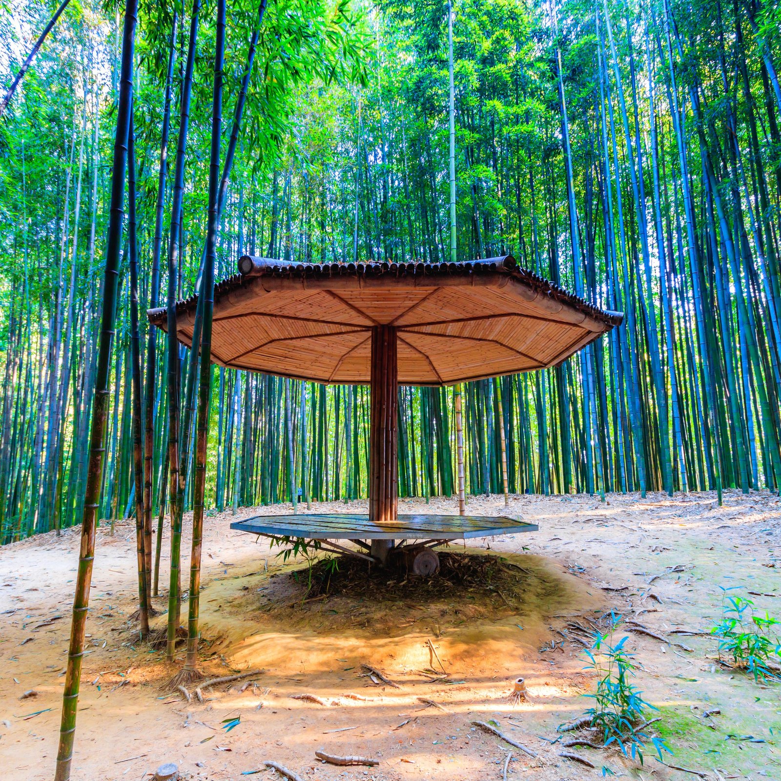 JOUR 13 - DAMYANG - Nature, bambous et sérénité