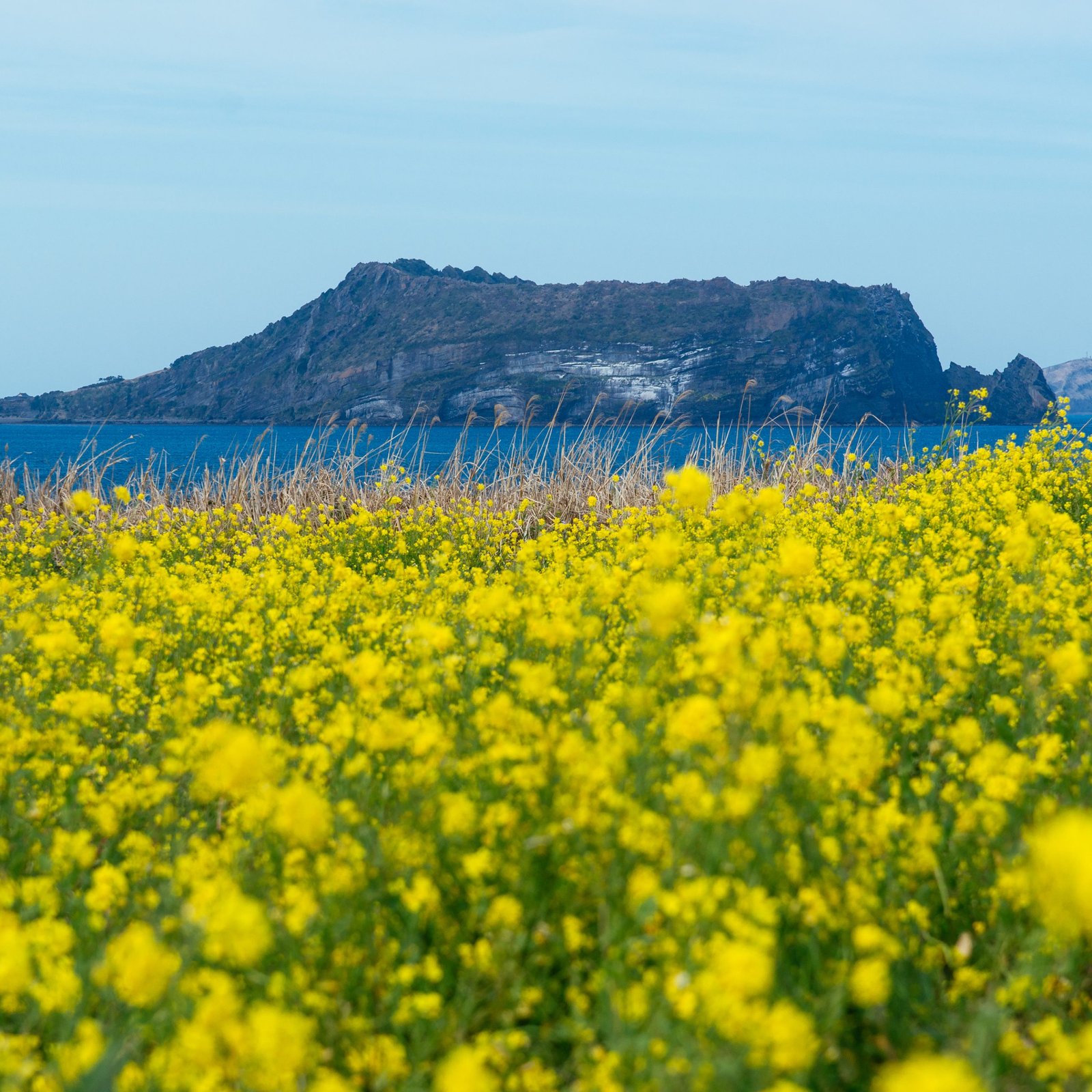 JOUR 14 - ÎLE DE JEJU - Entre jardins de thé et côtes sauvages