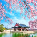 cerisiers-palais-seoul-voyage