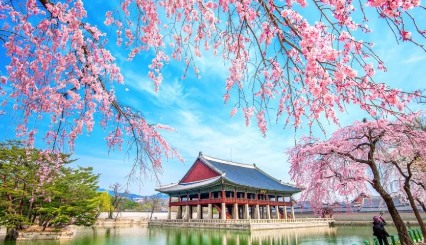 cerisiers-palais-seoul-voyage