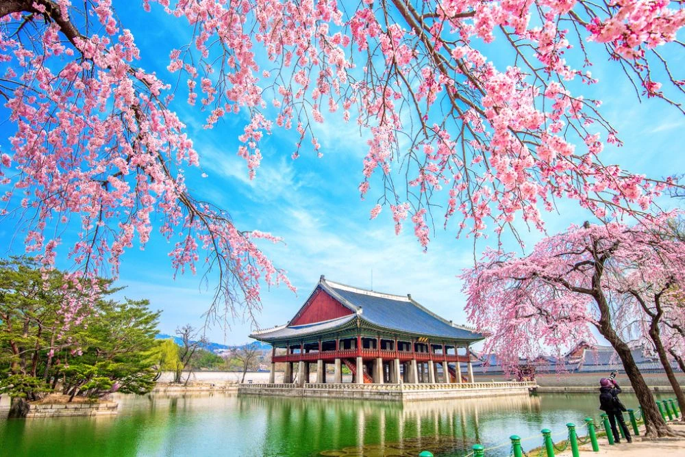 cerisiers-palais-seoul-voyage