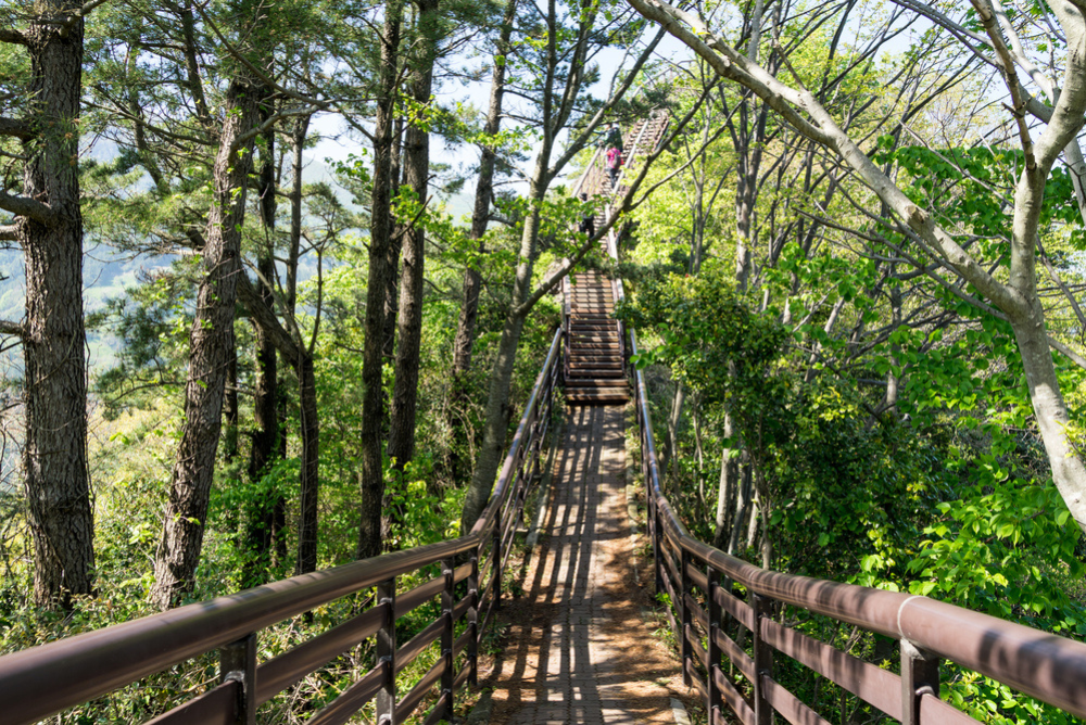 ulleungdo-sentier-passerelle-foret-randonnee