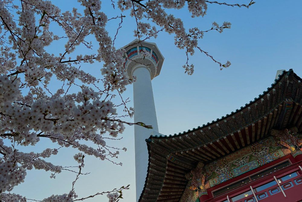busan sejour printemps