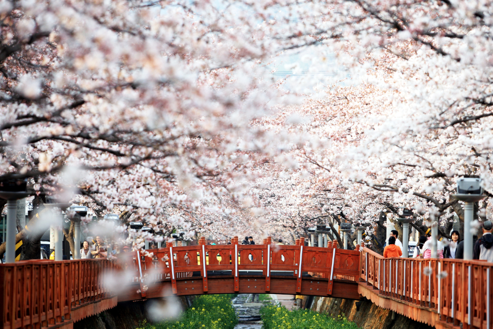 jinhae printemps